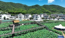 爆料乡村风景视频的小说,揭秘乡村风景视频背后的故事